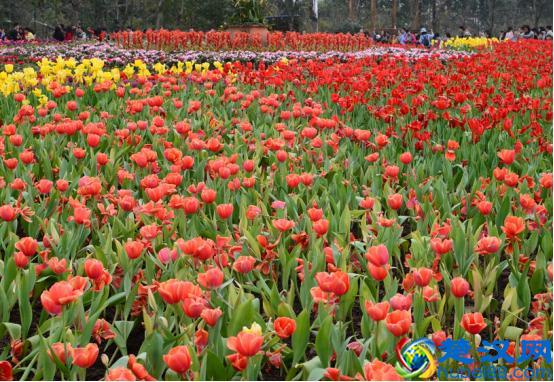 来广州一日游，绝对不能错过的景点！