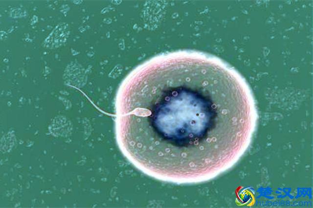 怀孕的典型征兆有这几种，身体出现越多，当妈的几率就越大