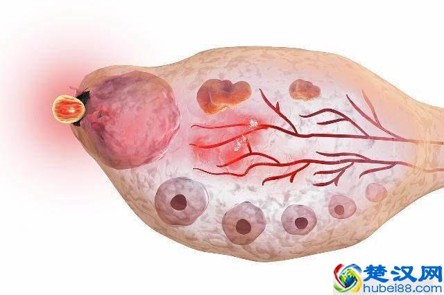 备孕女人别错过，这4类食物有效“促排卵”，着急怀孕的要多吃！
