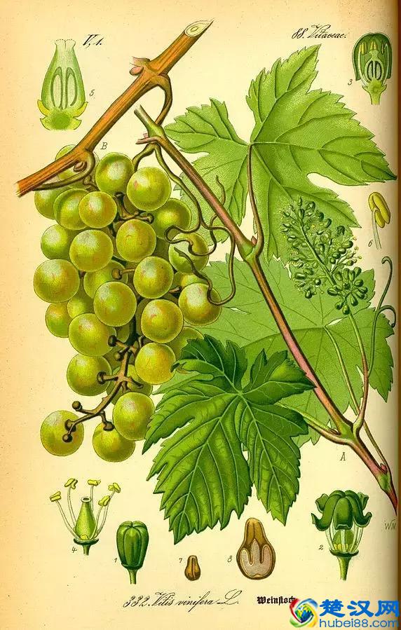 葡萄籽真的那么神奇么？