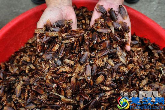 不知道蟑螂怕什么，一位农村大叔教我这招，家里再没见到1只蟑螂