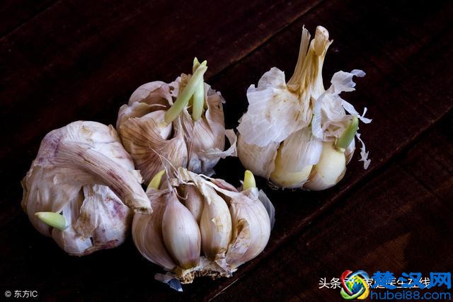 大蒜发芽还能不能吃？看完文章，不用再纠结了！