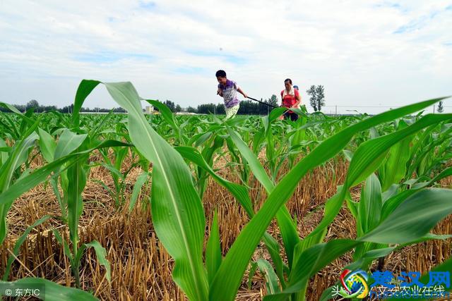 化肥多少钱一吨？今日化肥价格行情提示