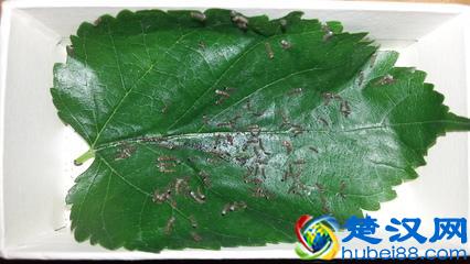 大家养过蚕宝宝吗？来回忆下怎么养的蚕宝宝