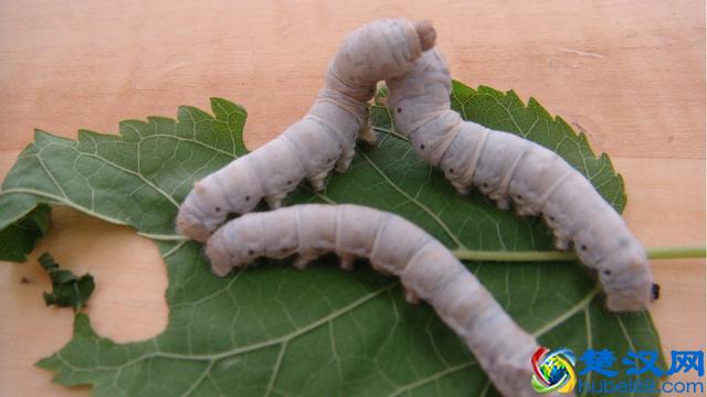 大家养过蚕宝宝吗？来回忆下怎么养的蚕宝宝