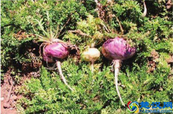 玛卡曾经几千元一斤，现在为何送人都没人要？