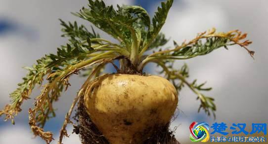 玛卡曾经几千元一斤，现在为何送人都没人要？