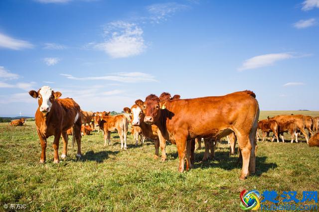 牛的四个胃是如何进行分工的？牛吃什么才能肥起来？