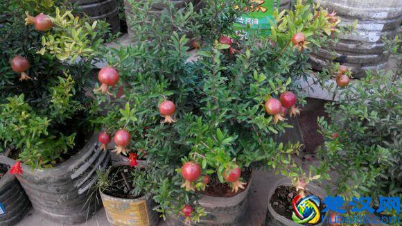 盆栽石榴花怎么养?什么时候会开花?