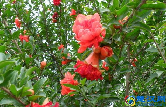 盆栽石榴花怎么养?什么时候会开花?