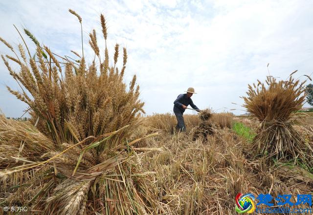 怎么样判断小麦是否成熟?什么时候收获产量高品质好?