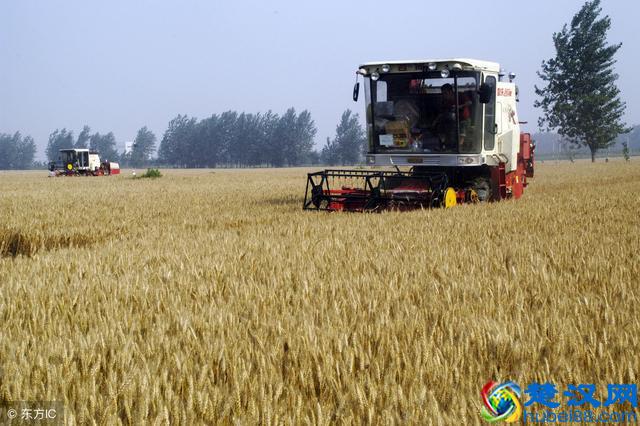 怎么样判断小麦是否成熟?什么时候收获产量高品质好?