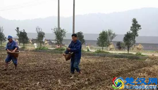 2018小麦什么时候播种,怎么播种,注意事项(含小麦播种时间表)