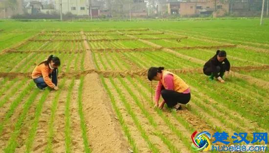 2018小麦什么时候播种,怎么播种,注意事项(含小麦播种时间表)