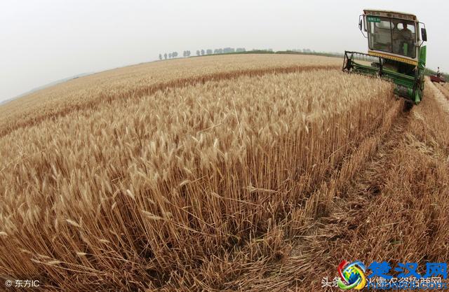 2018小麦什么时候播种,怎么播种,注意事项(含小麦播种时间表)