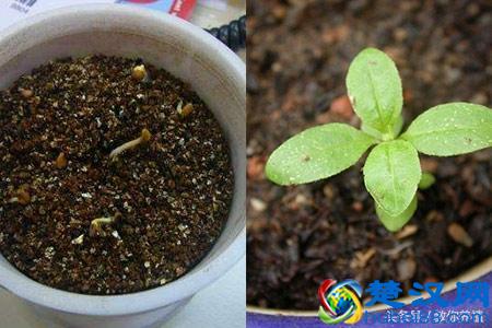 薰衣草怎么种更好 初养要注意三个细节