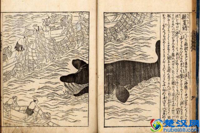 鲸鱼肉到底有多好吃？为什么冒天下之大不违也要捕杀