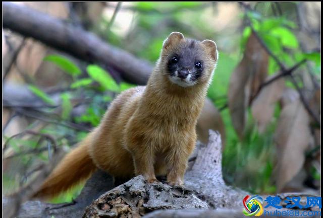 进家的黄鼠狼，为什么说千万不能杀