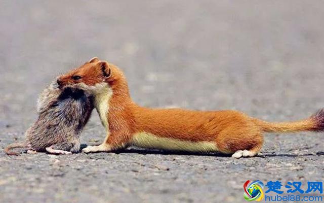 进家的黄鼠狼，为什么说千万不能杀