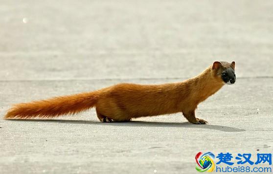 进家的黄鼠狼，为什么说千万不能杀