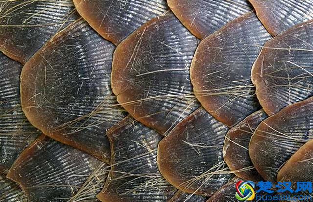 穿山甲鳞片治痛风有用吗 穿山甲鳞片的功效作用