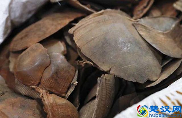 穿山甲鳞片治痛风有用吗 穿山甲鳞片的功效作用