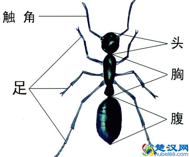 家里除蚂蚁小知识：家里有蚂蚁，怎么办好？