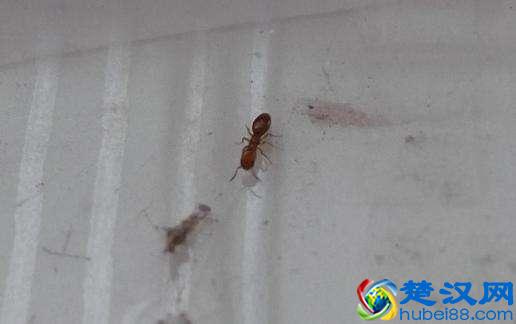 家里除蚂蚁小知识：家里有蚂蚁，怎么办好？
