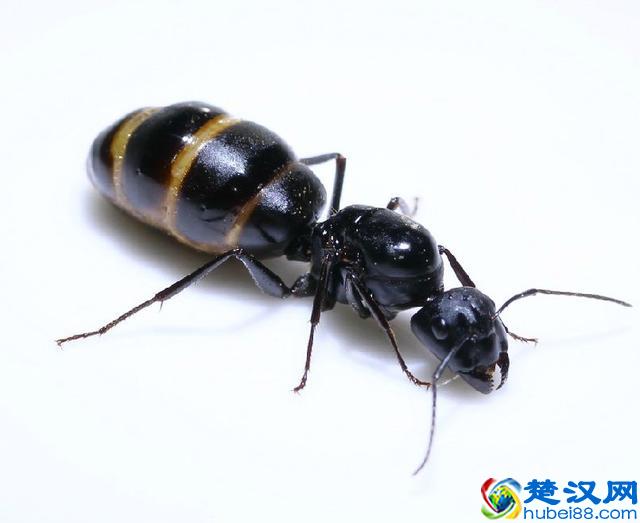 家里除蚂蚁小知识：家里有蚂蚁，怎么办好？