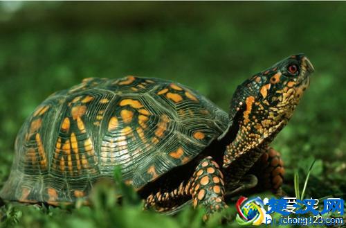 巴西龟的寿命 巴西龟最多能或30年左右