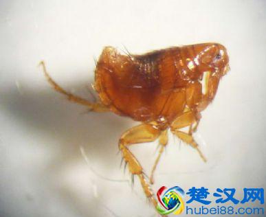 跳蚤咬到是什么症状，家里发现有跳蚤怎么办