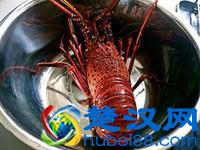 澳洲土特产知识:澳洲龙虾多少钱一斤、购买技巧、做法