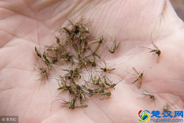 很多人不懂蚊子怕什么,教你一个土办法,10分钟把蚊子消灭干净