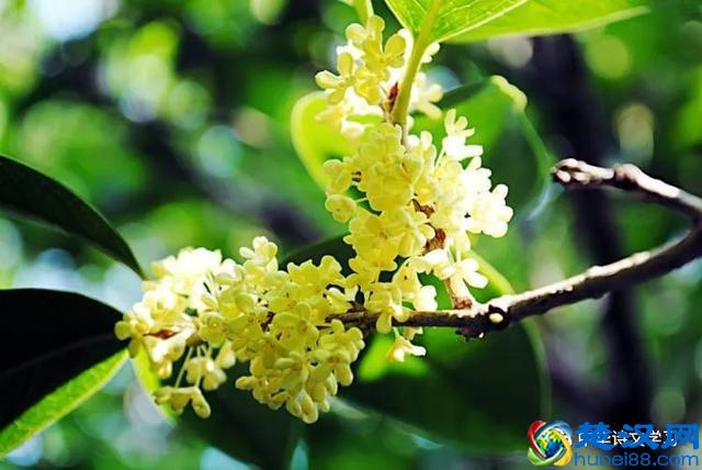 美文：丹桂飘香的季节