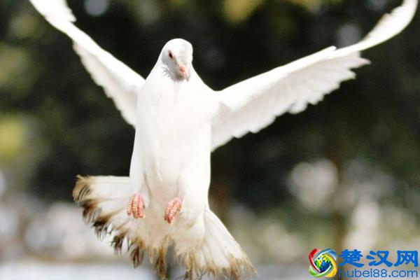 养鸽子挣钱吗 养鸽子的利润