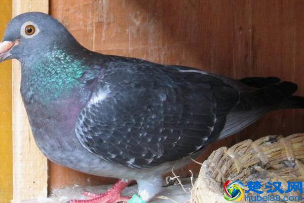 养鸽子挣钱吗 养鸽子的利润