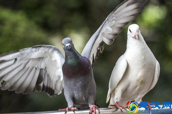 养鸽子挣钱吗 养鸽子的利润