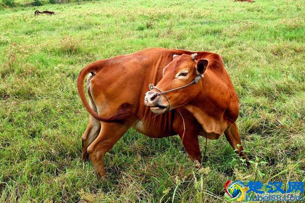 在农村养牛好吗？养10头母牛需要多少成本？一年可赚多少钱？