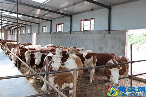 在农村养牛好吗？养10头母牛需要多少成本？一年可赚多少钱？