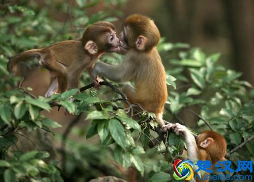 小心！“水果之王”猕猴桃有这么好的功效，这几种人却不能吃！