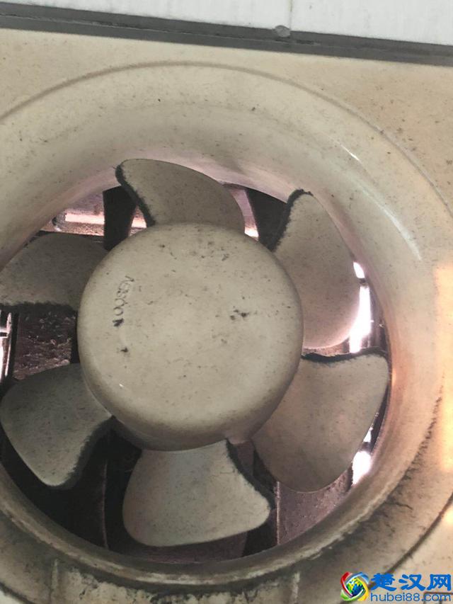 怎么防止老鼠入侵，家里怎么防老鼠？看完秒懂