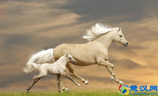 为什么骡子不能生育呢？到底是哪里出了问题？说出来你都不一定信