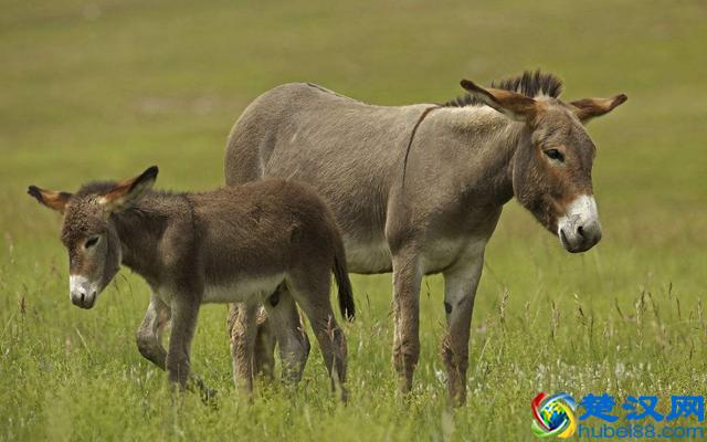 为什么骡子不能生育呢？到底是哪里出了问题？说出来你都不一定信