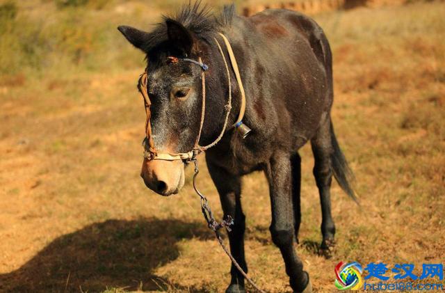 为什么骡子不能生育呢？到底是哪里出了问题？说出来你都不一定信