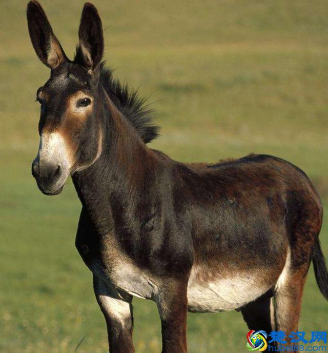 为什么骡子不能生育呢？到底是哪里出了问题？说出来你都不一定信