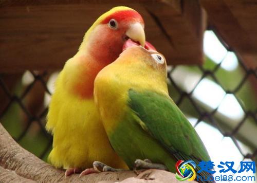 带你了解牡丹鹦鹉的饲养！