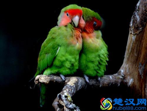 带你了解牡丹鹦鹉的饲养！