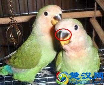 带你了解牡丹鹦鹉的饲养！