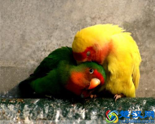 带你了解牡丹鹦鹉的饲养！