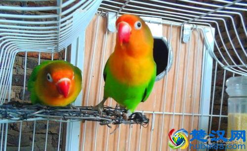 带你了解牡丹鹦鹉的饲养！